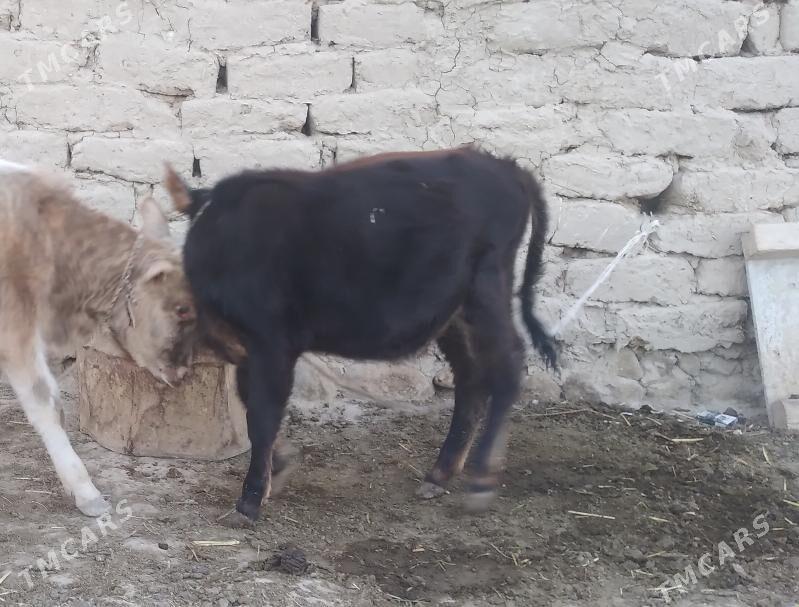 gòle tùwe - Гызыларбат - img 3