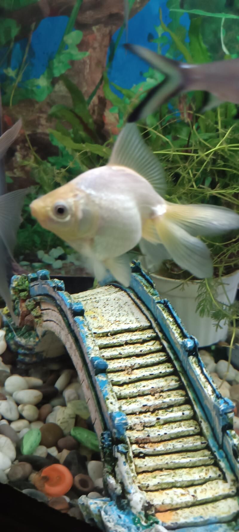 Сом Буноцефал (Фишера) - Ашхабад - img 4