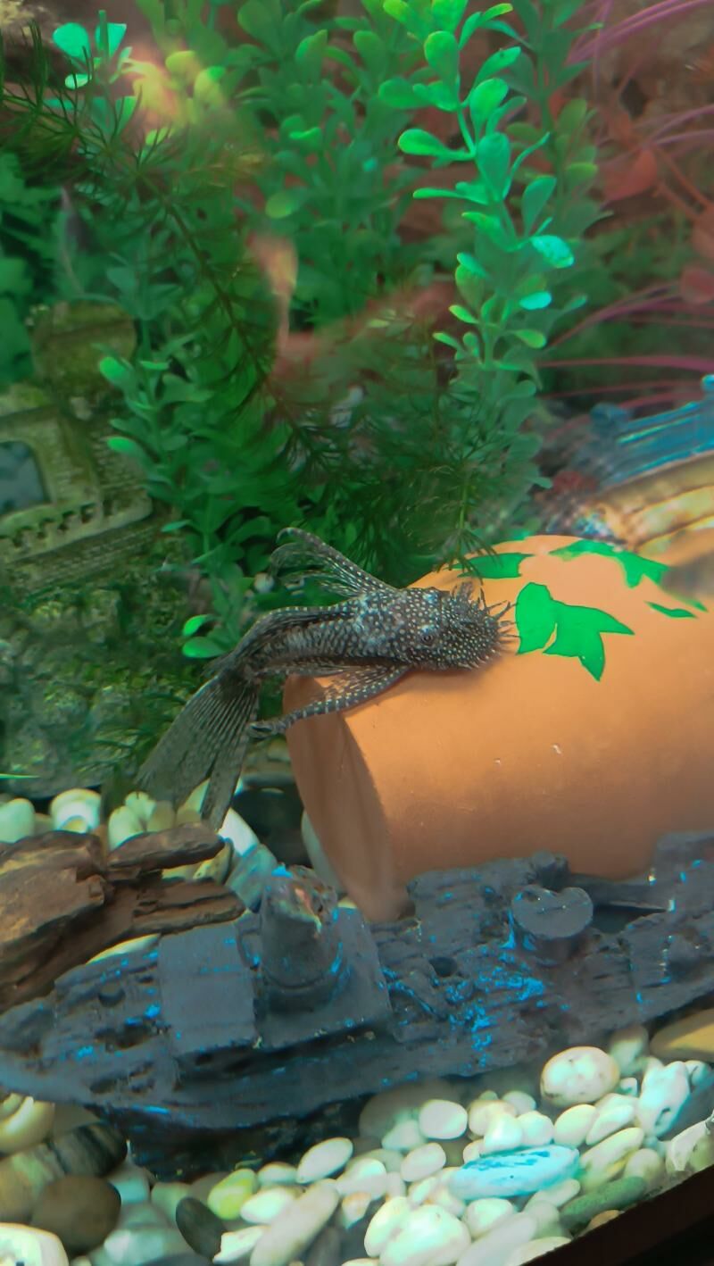 Сом Буноцефал (Фишера) - Ашхабад - img 5