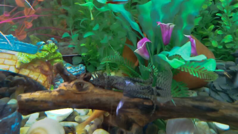 Сом Буноцефал (Фишера) - Ашхабад - img 6