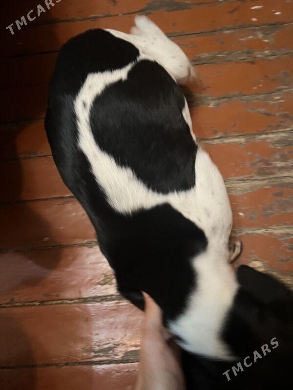 собачка - Ашхабад - img 5