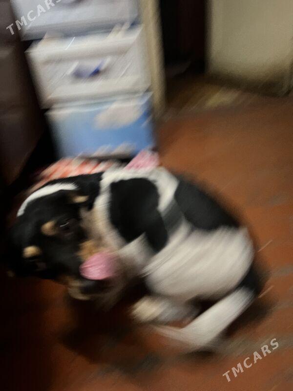 собачка - Ашхабад - img 2