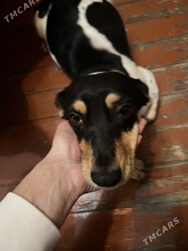 собачка - Ашхабад - img 4