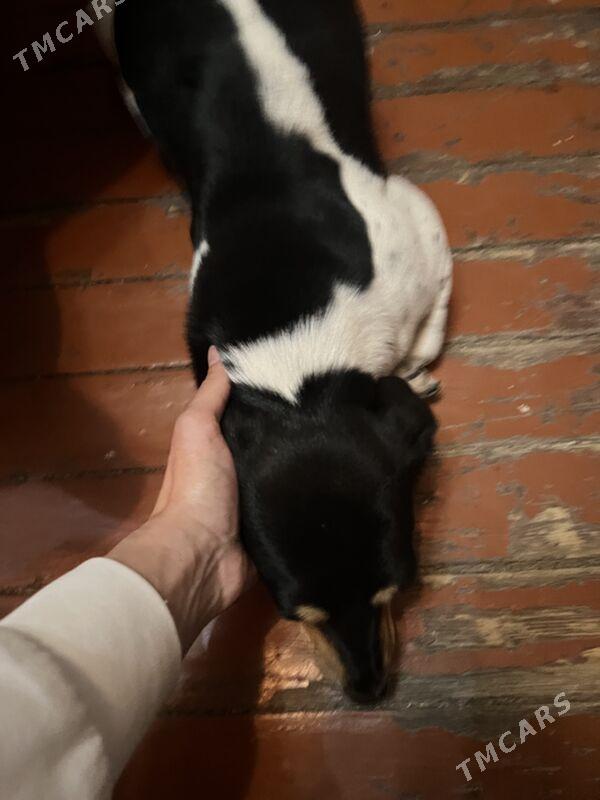 собачка - Ашхабад - img 3