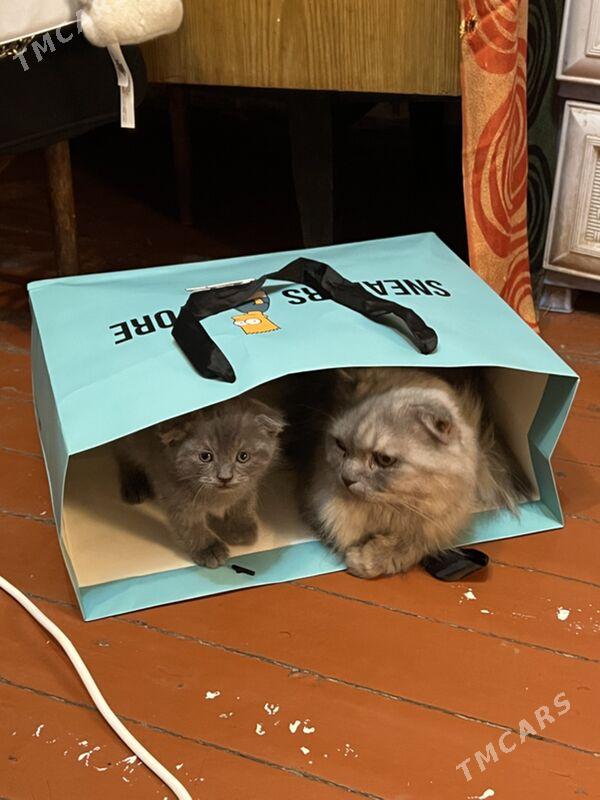 вислаухий - Aşgabat - img 6