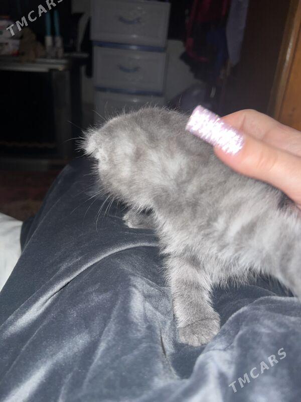 вислаухий - Aşgabat - img 2