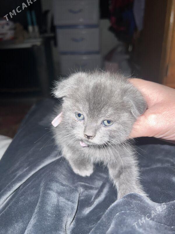 вислаухий - Aşgabat - img 3