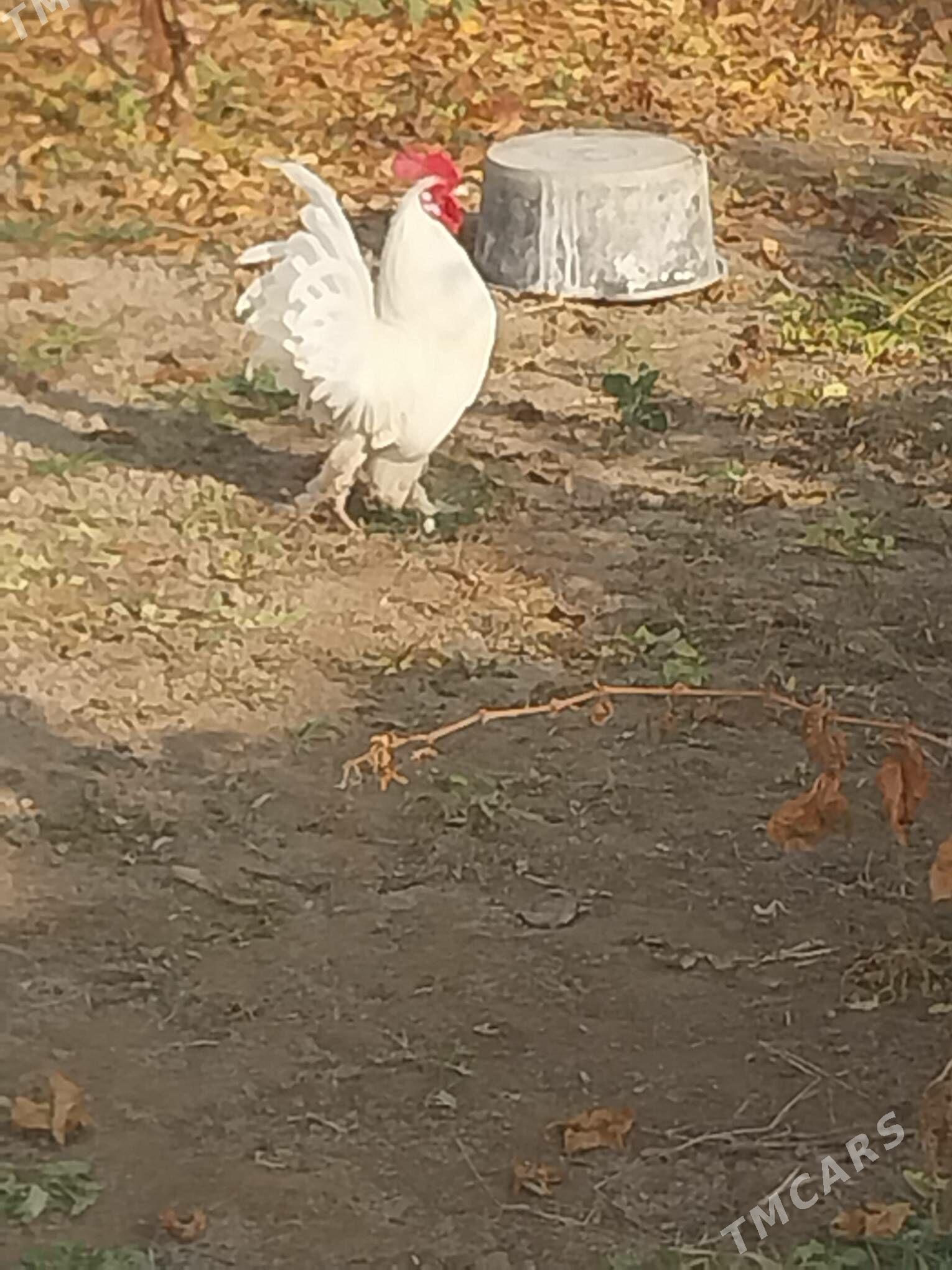 yaponcik - Dänew - img 3