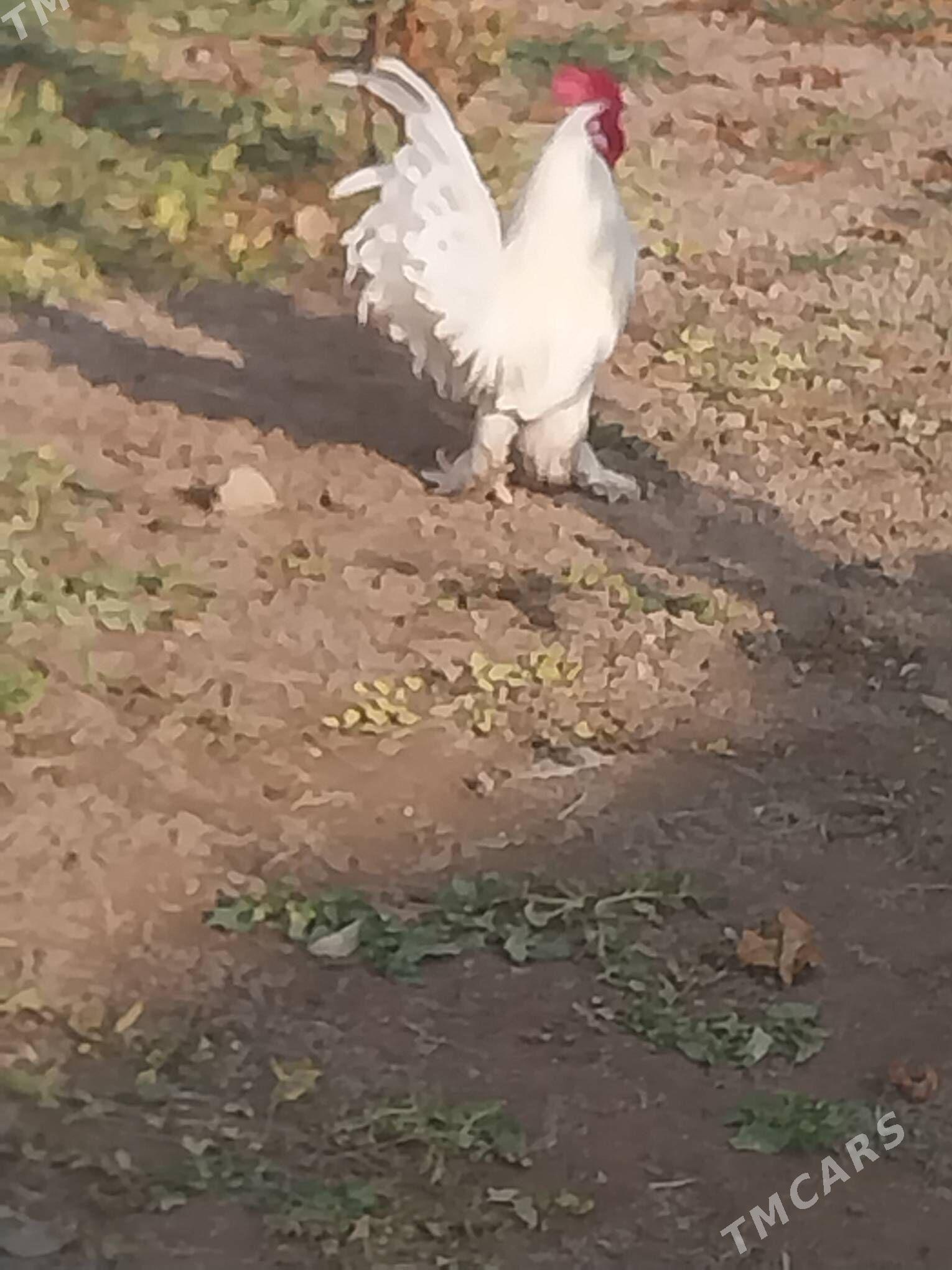 yaponcik - Dänew - img 4