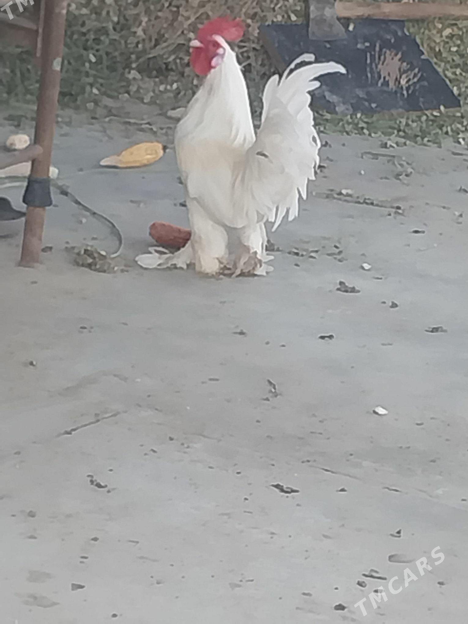 yaponcik - Dänew - img 2