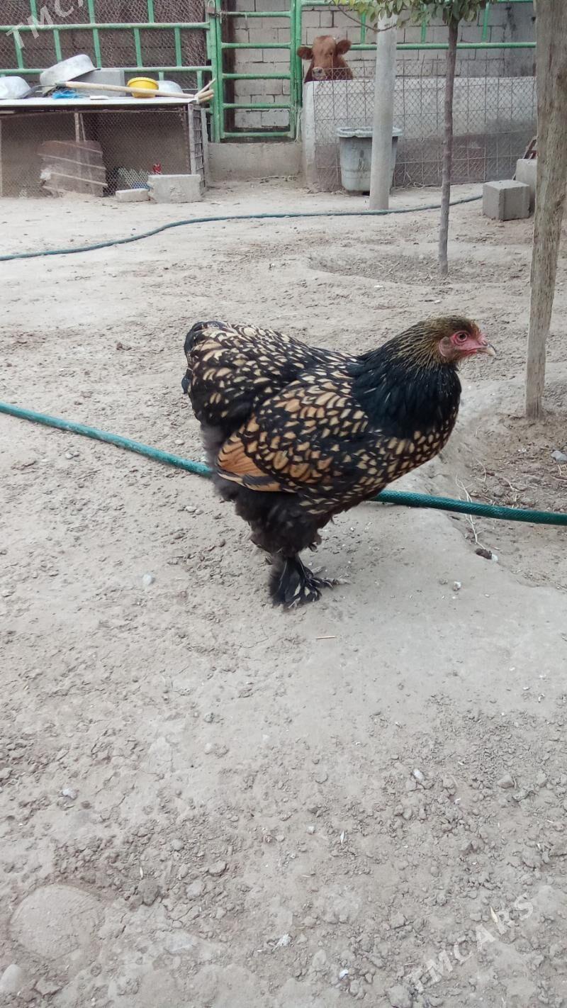 Brama Laset - Herrikgala - img 2