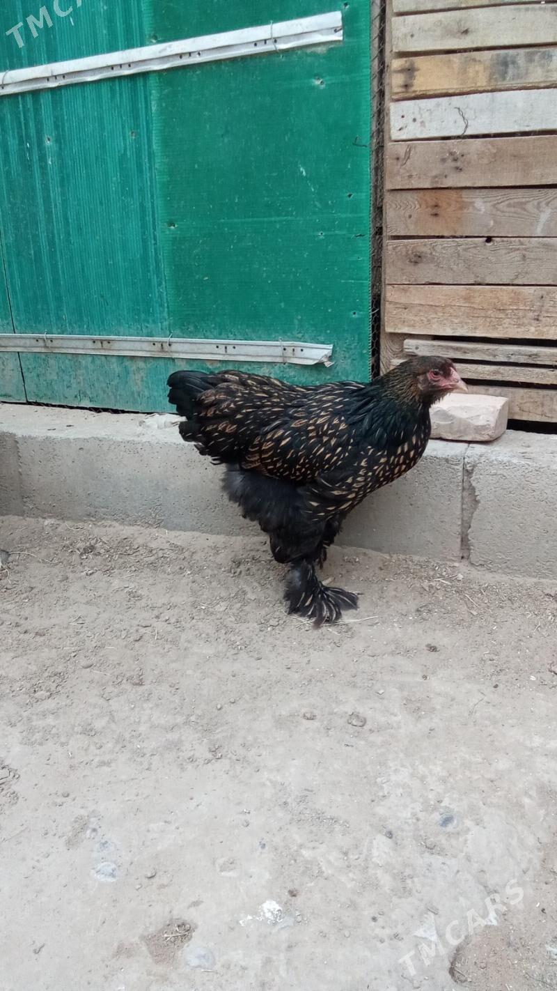 Brama Laset - Herrikgala - img 3