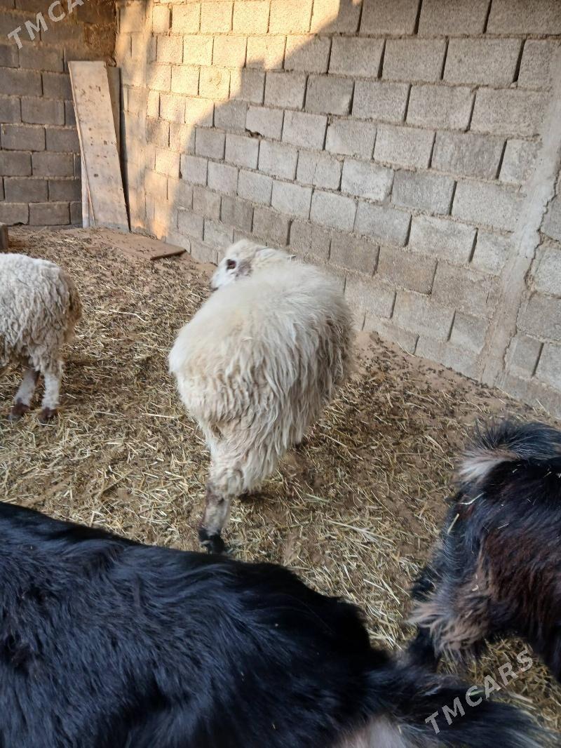 Göle - Ak bugdaý etraby - img 2