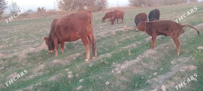 tüwe - Мары - img 3