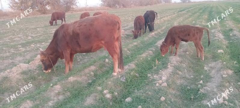 tüwe - Мары - img 2