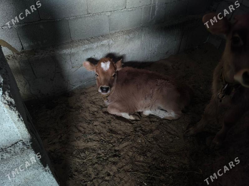 goleli sygyr - Анев - img 4