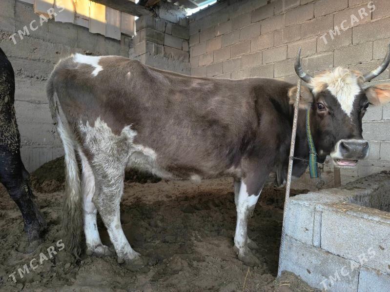 goleli sygyr - Анев - img 3