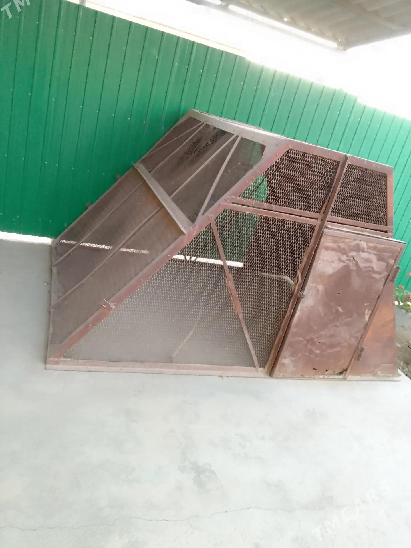 Towuk ketek - Сакарчага - img 3