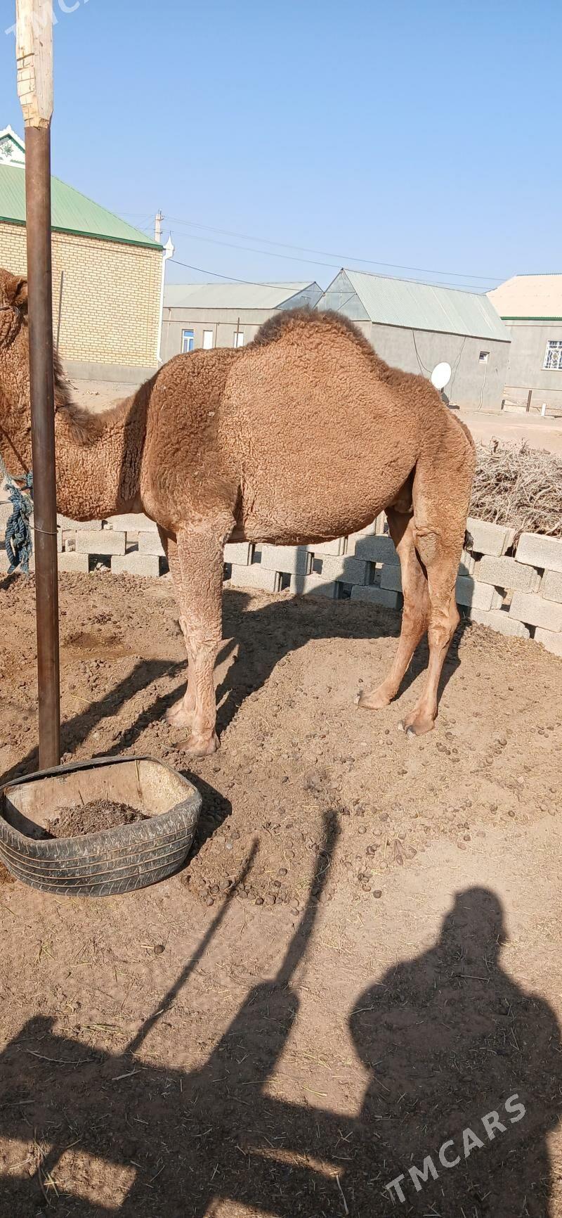 Düýe - Ак-Бугдайский этрап - img 1