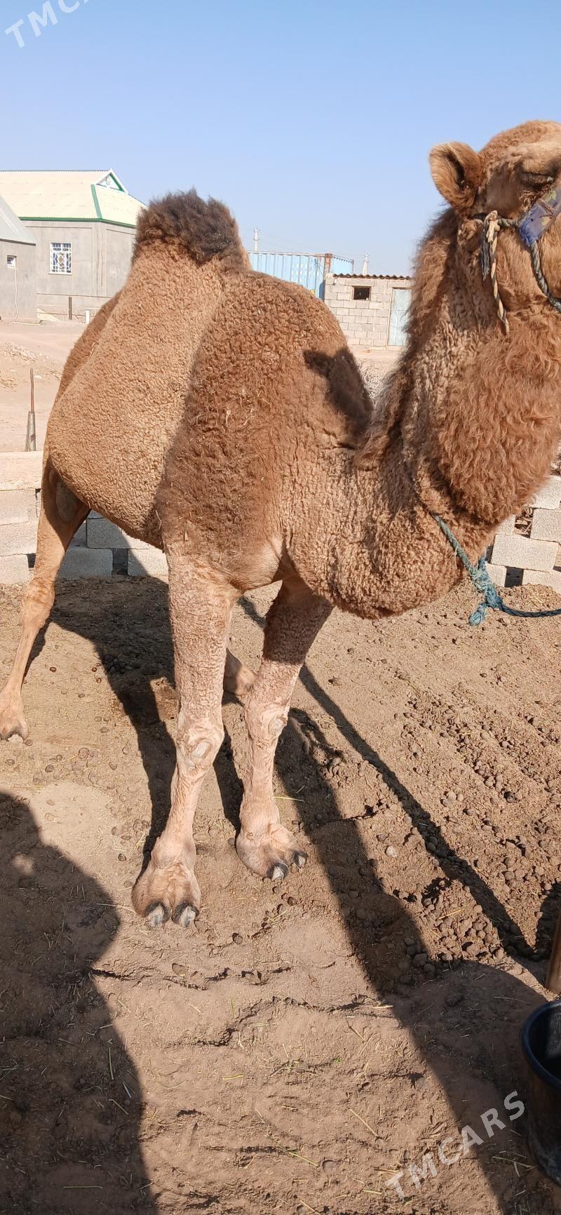 Düýe - Ак-Бугдайский этрап - img 2