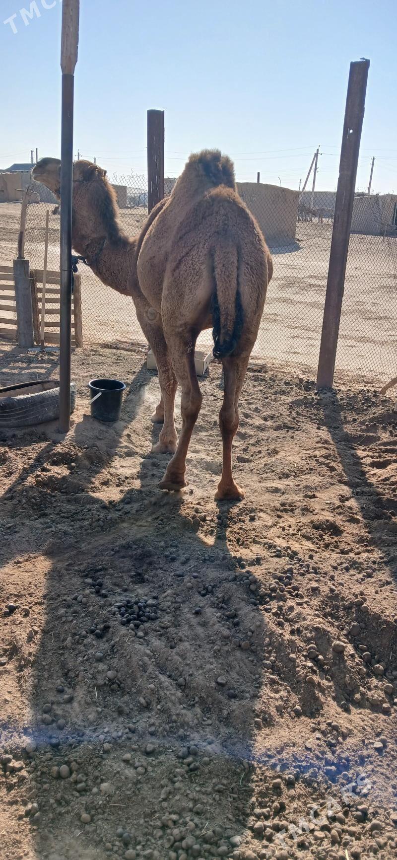 Düýe - Ак-Бугдайский этрап - img 3