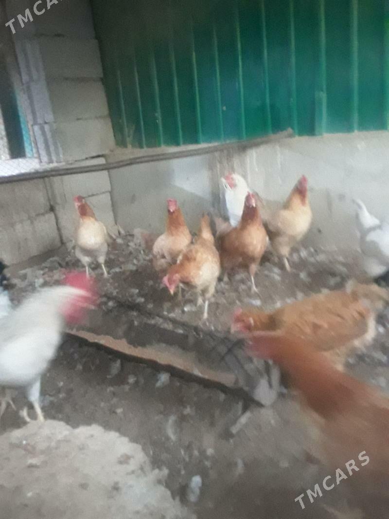 towuk - Ашхабад - img 2