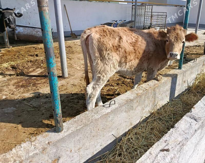 Tüwe - Гёкдепе - img 2