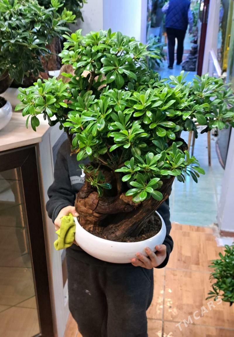 банзай - Aşgabat - img 1