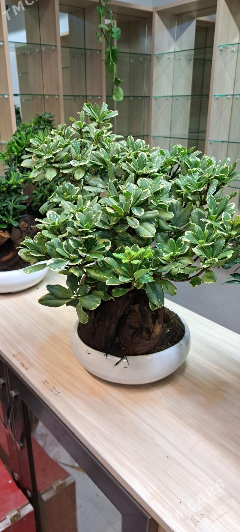 банзай - Aşgabat - img 6