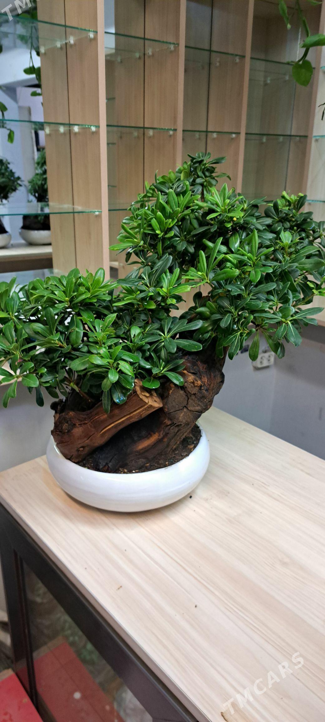 банзай - Aşgabat - img 8