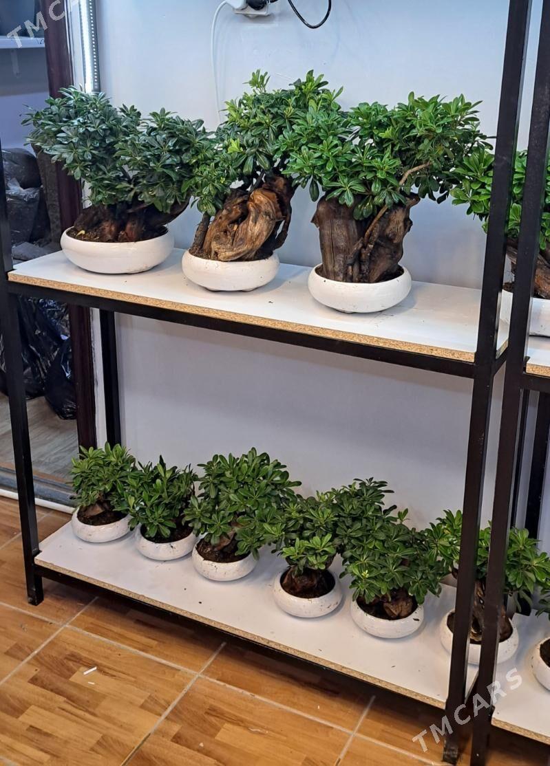 банзай - Aşgabat - img 3