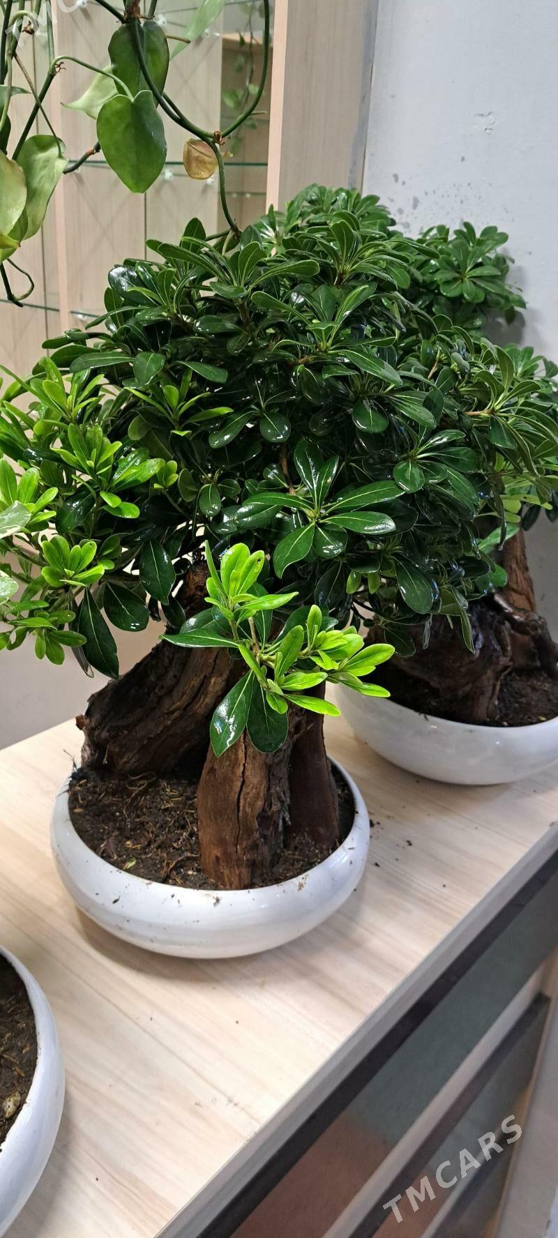 банзай - Aşgabat - img 5