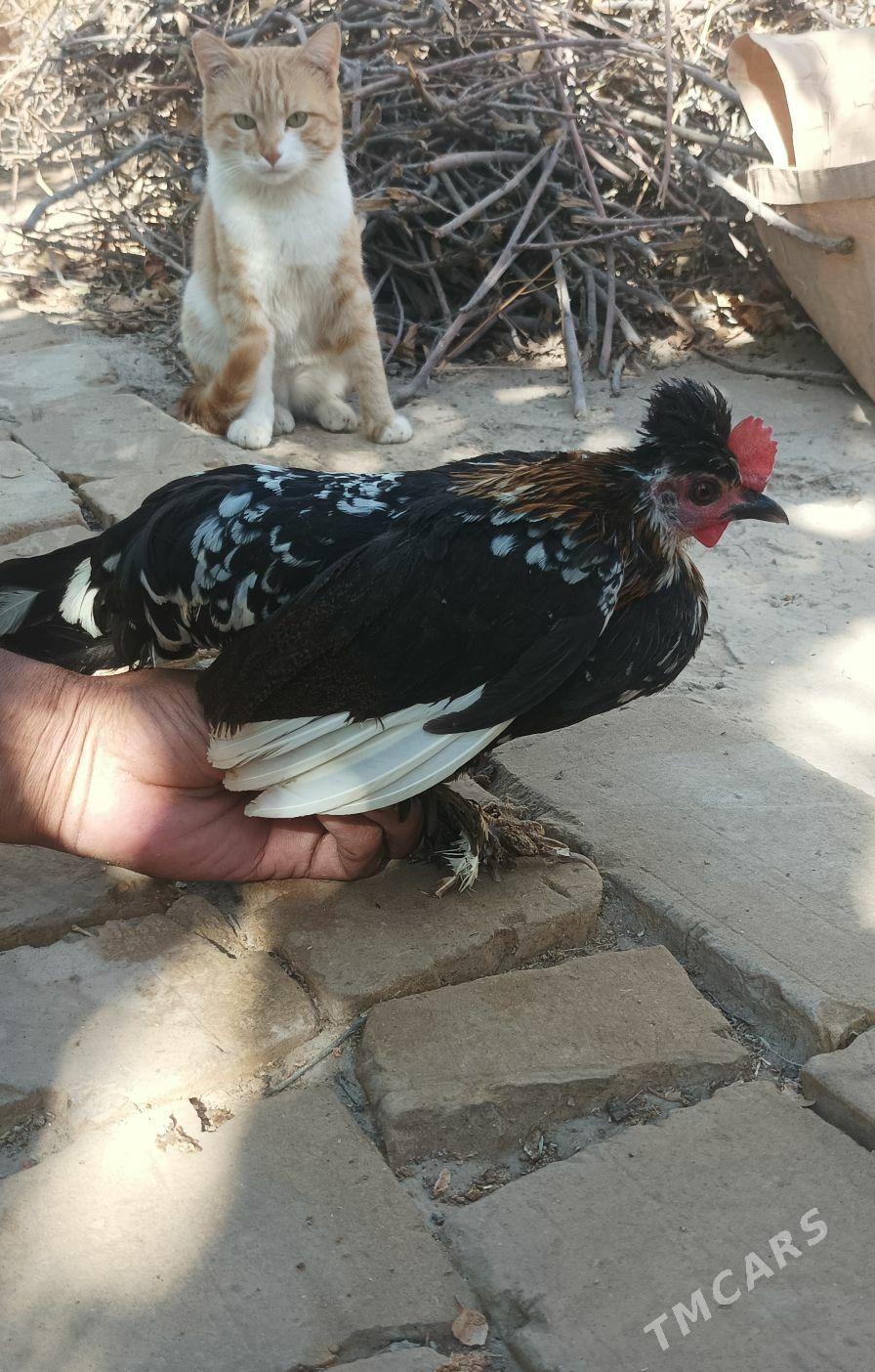 Karlik towuk - Ёлётен - img 3