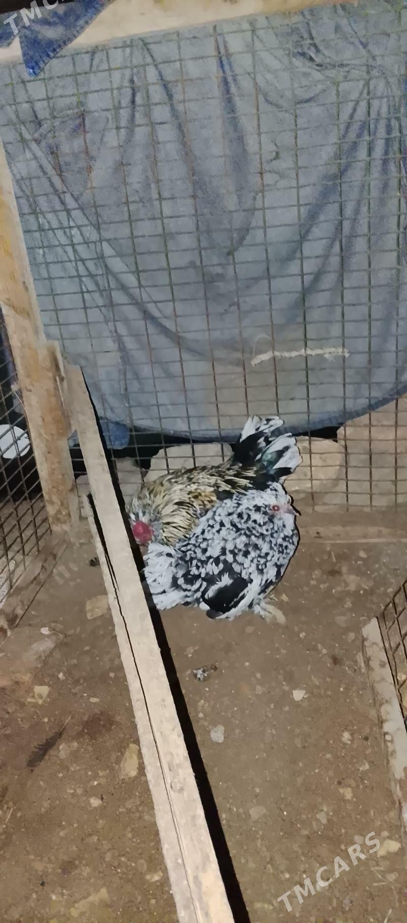 karlik kyrk kekec - Сакар - img 6