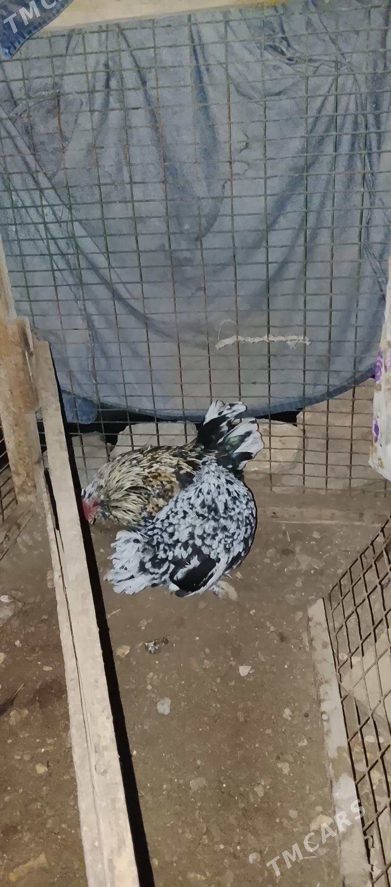 karlik kyrk kekec - Сакар - img 7