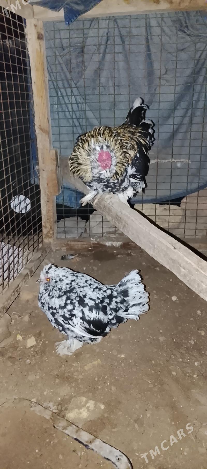 karlik kyrk kekec - Сакар - img 5