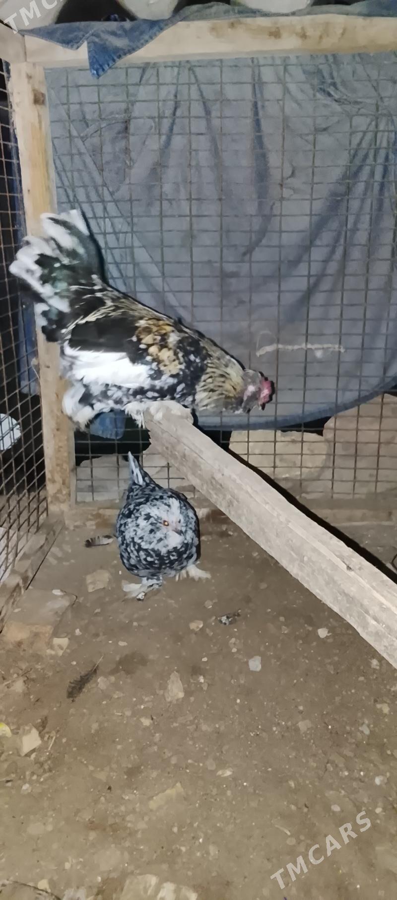 karlik kyrk kekec - Сакар - img 4