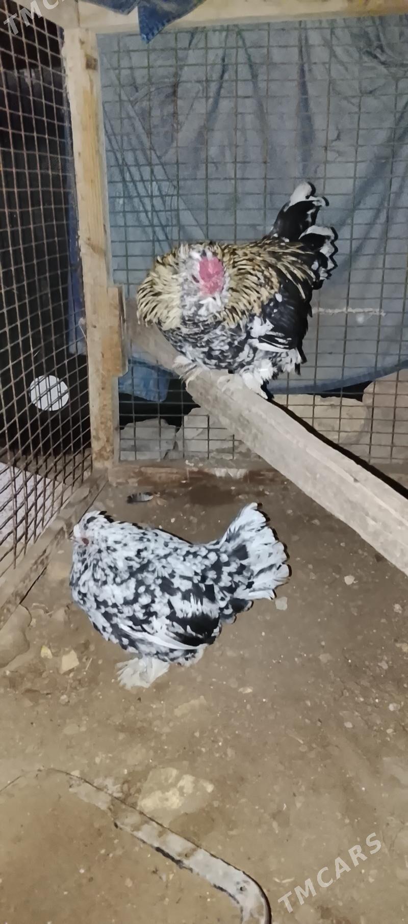 karlik kyrk kekec - Сакар - img 3