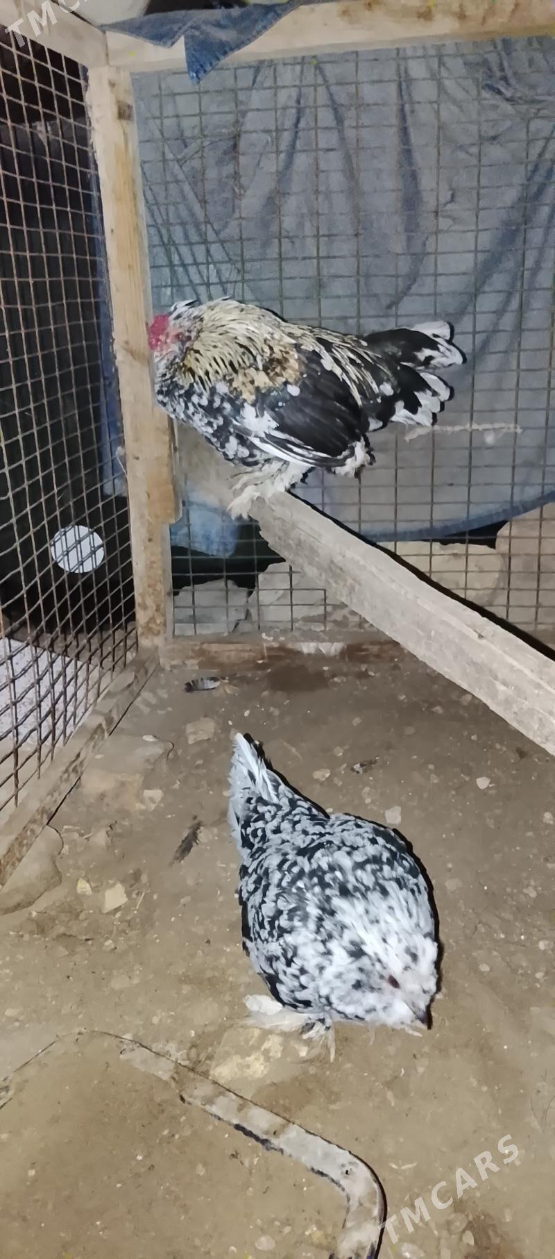 karlik kyrk kekec - Сакар - img 2