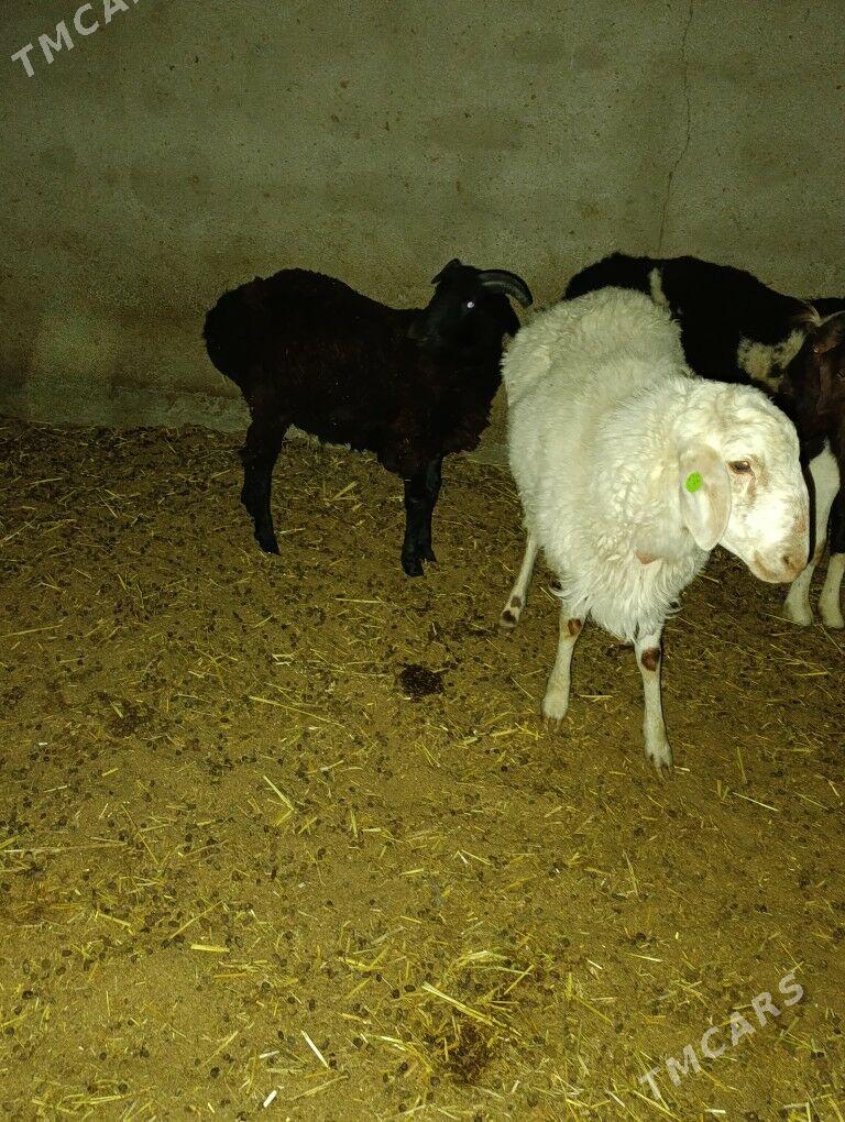 Semiz erkeç tokly - Bagyr - img 5