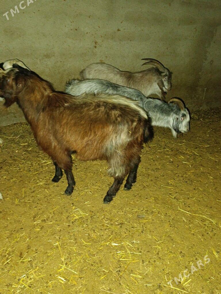 Semiz erkeç tokly - Bagyr - img 4