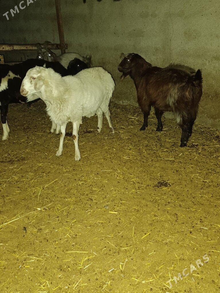 Semiz erkeç tokly - Bagyr - img 3