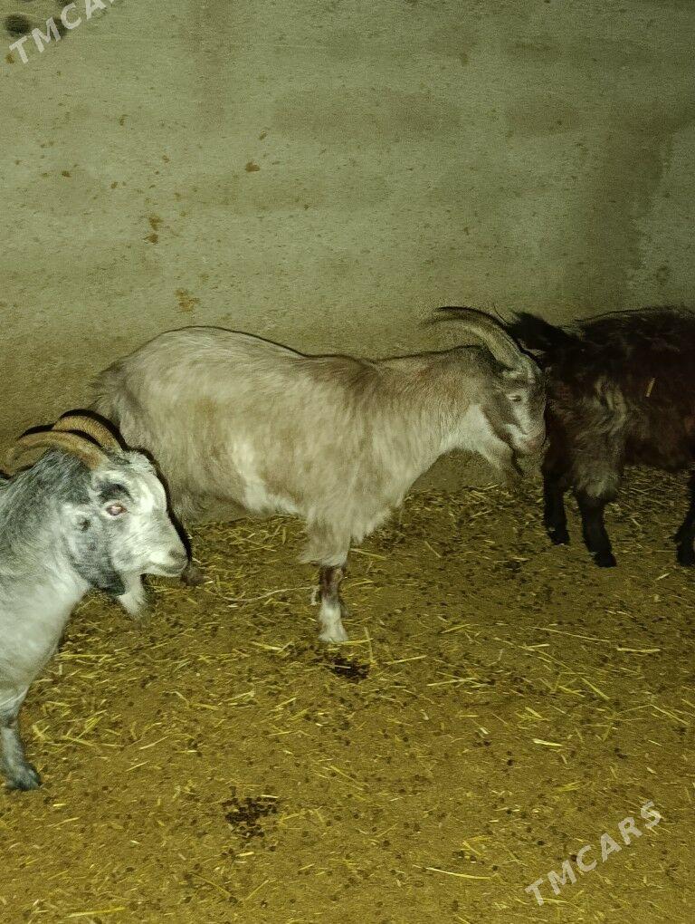 Semiz erkeç tokly - Bagyr - img 8