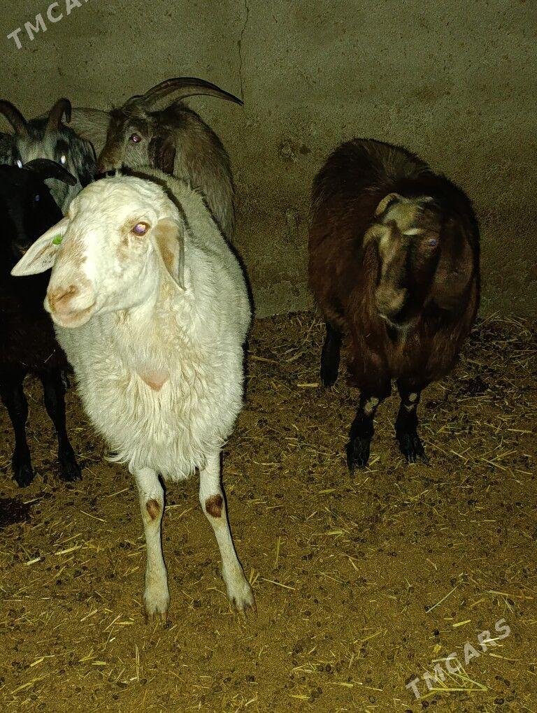 Semiz erkeç tokly - Bagyr - img 7