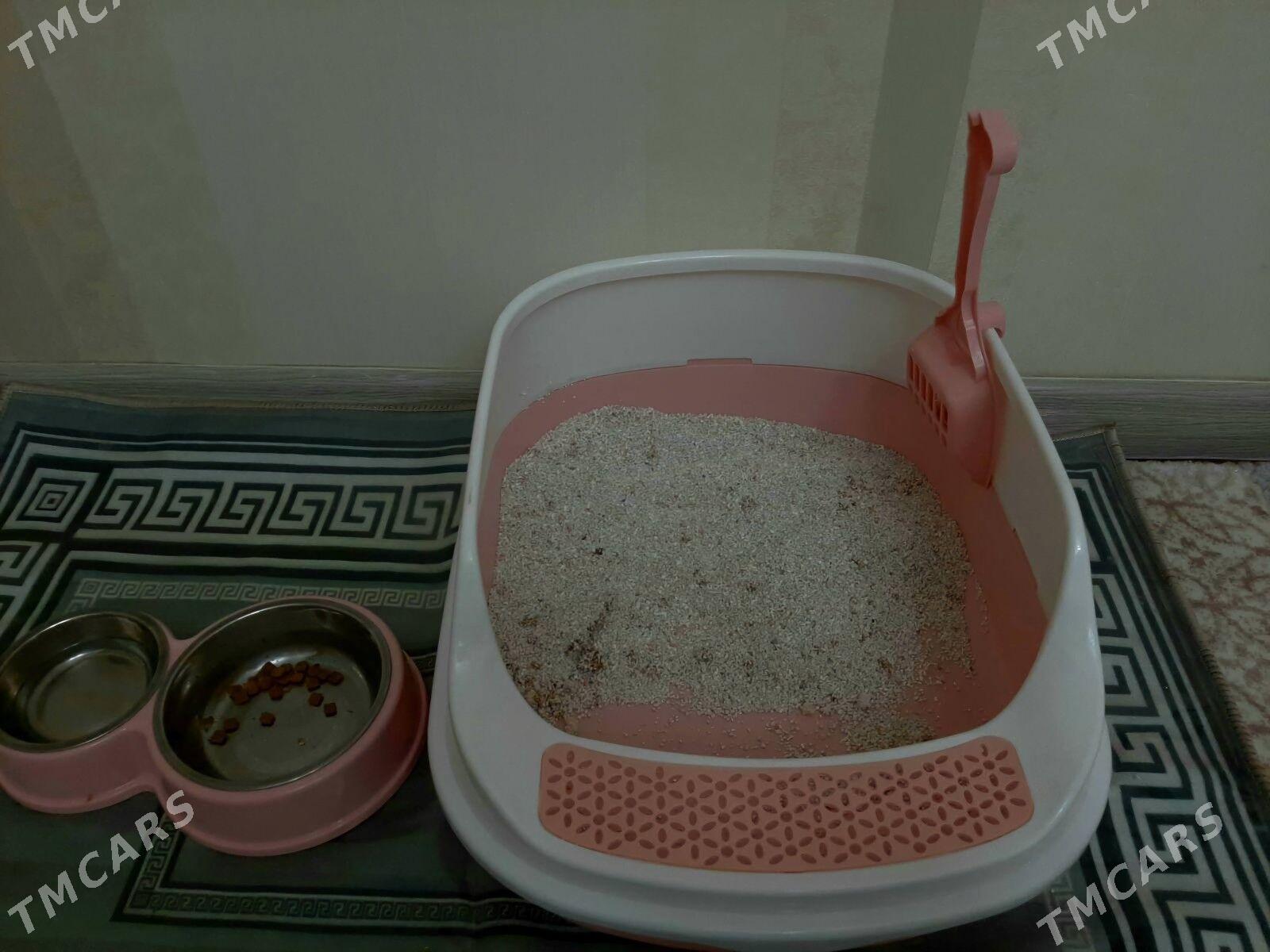 Норвежская лесная кошка - Türkmenabat - img 5