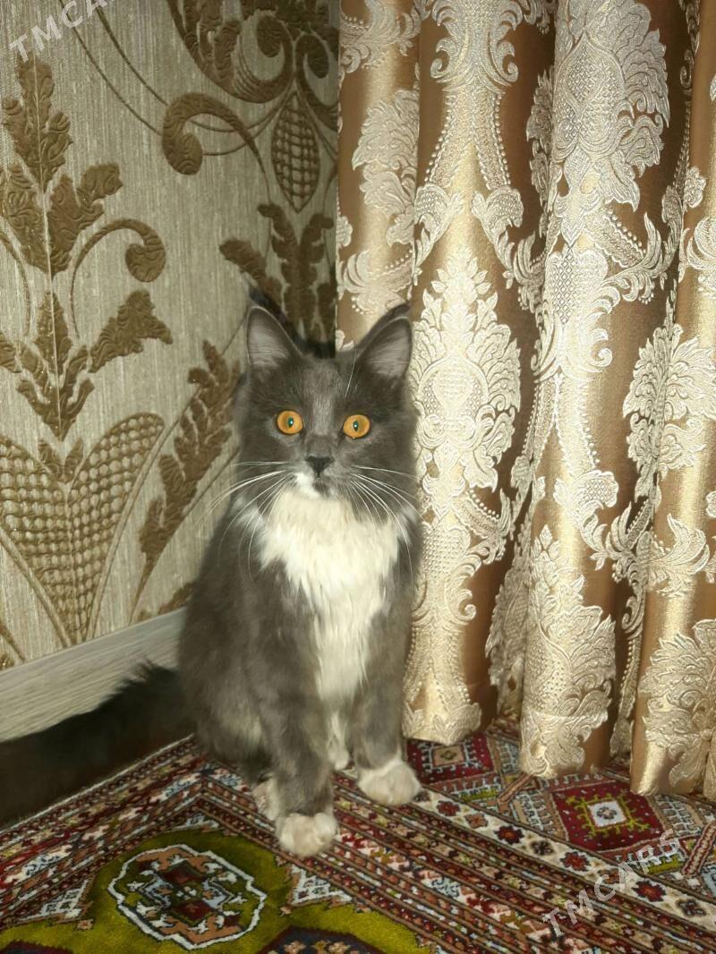 Норвежская лесная кошка - Türkmenabat - img 2