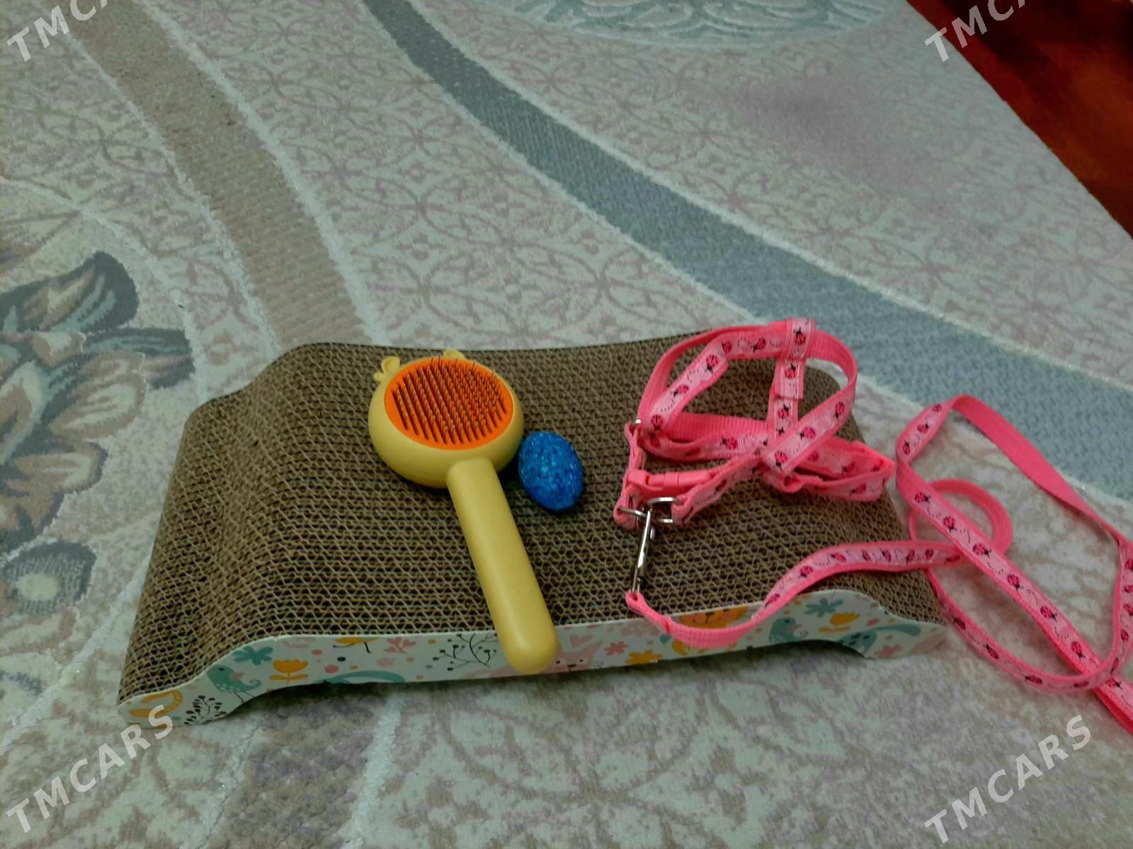 Норвежская лесная кошка - Türkmenabat - img 6