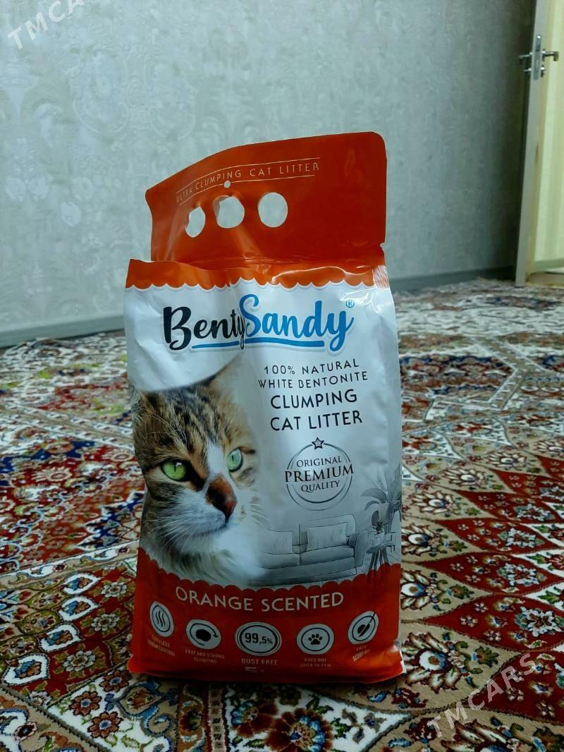 Норвежская лесная кошка - Türkmenabat - img 8