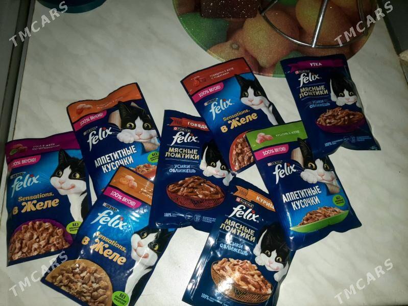 Норвежская лесная кошка - Türkmenabat - img 4