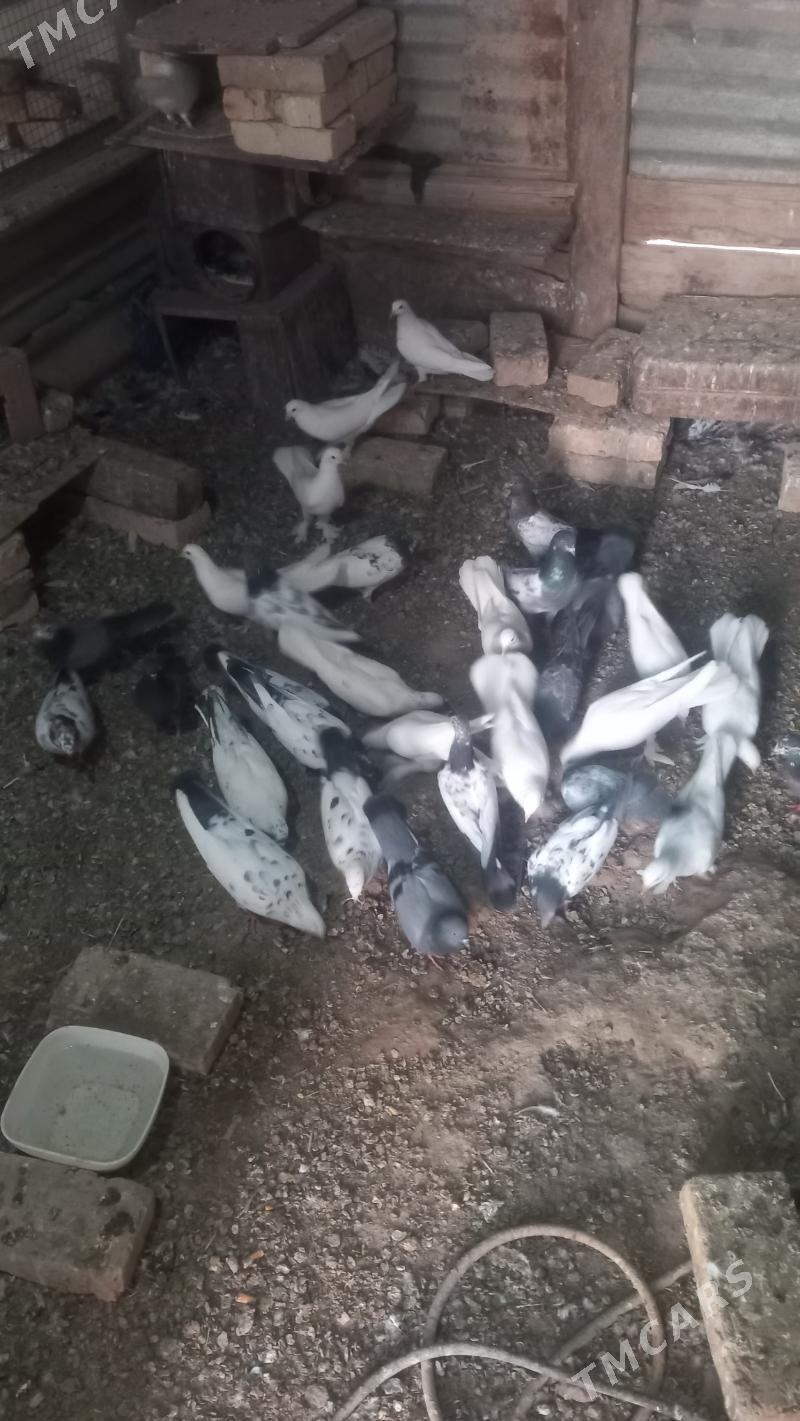 kepderi - Mary - img 5